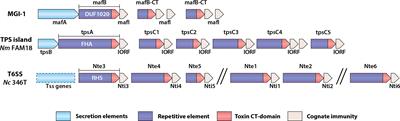 Et tu, Neisseria? Conflicts of Interest Between Neisseria Species